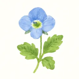 オオイヌノフグリのイラスト