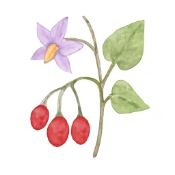 ヒヨドリジョウゴのイラスト