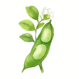 ソラマメのイラスト