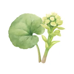 フキのイラスト