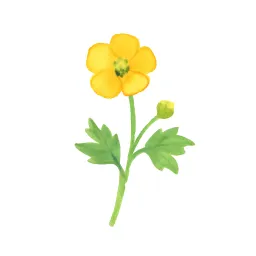 キンポウゲのイラスト