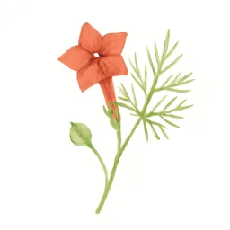 ルコウソウのイラスト
