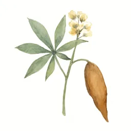 キャッサバのイラスト