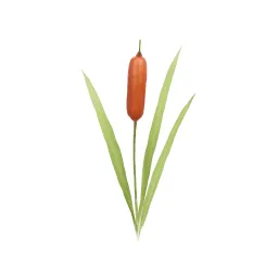 ガマのイラスト