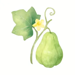 ハヤトウリのイラスト