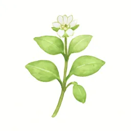 ハコベのイラスト