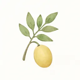センダンのイラスト