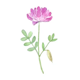 レンゲソウのイラスト