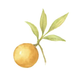 ムクロジのイラスト