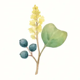 ナンキンハゼのイラスト