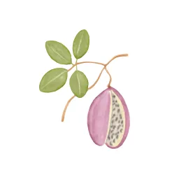 アケビのイラスト