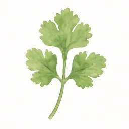 パクチーのイラスト