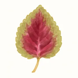 コリウスのイラスト
