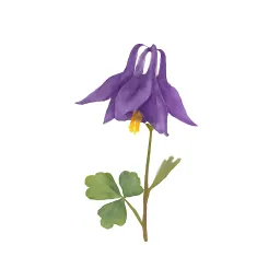 オダマキのイラスト