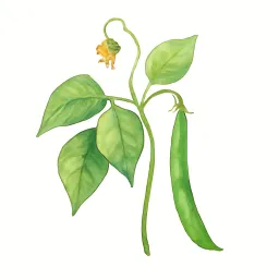インゲンのイラスト