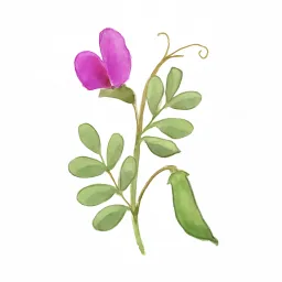 カラスノエンドウのイラスト