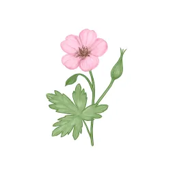 フウロソウのイラスト