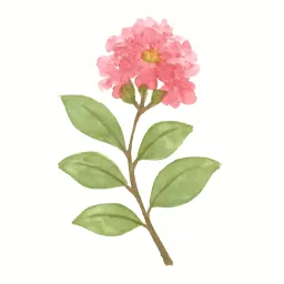 サルスベリのイラスト