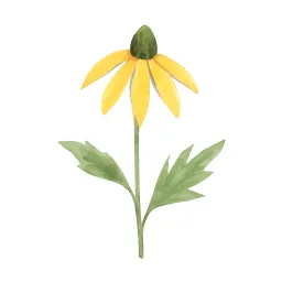 オオハンゴンソウのイラスト
