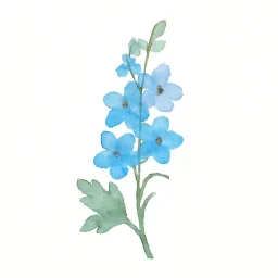 デルフィニウムのイラスト