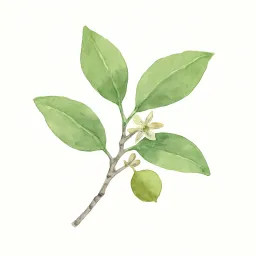 イスノキのイラスト