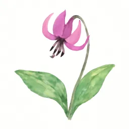 カタクリのイラスト