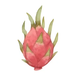 ドラゴンフルーツのイラスト