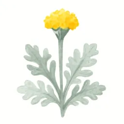 シロタエギクのイラスト