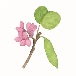 ハナズオウのイラスト
