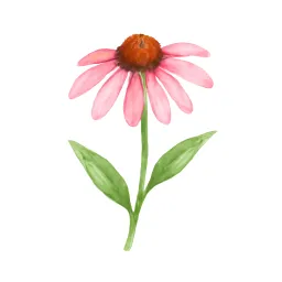 エキナセアのイラスト
