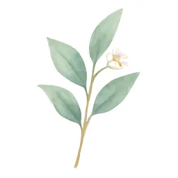 ユーカリのイラスト
