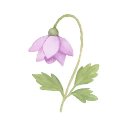 レンゲショウマのイラスト