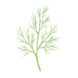 フェンネルのイラスト