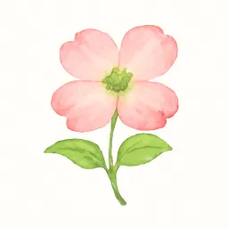 ハナミズキのイラスト