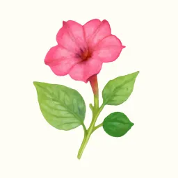 オシロイバナのイラスト