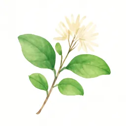 ヒトツバタゴのイラスト