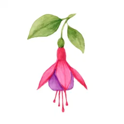 フクシアのイラスト