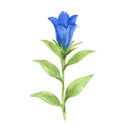 リンドウのイラスト