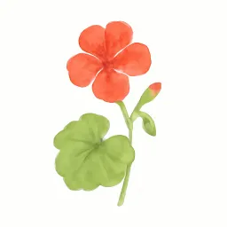 ゼラニウムのイラスト