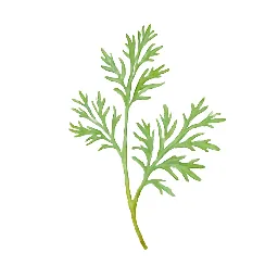 カモミールのイラスト