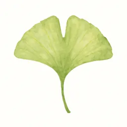 イチョウのイラスト