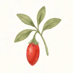 クコのイラスト