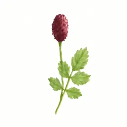 ワレモコウのイラスト