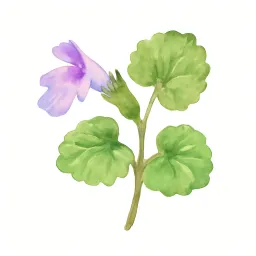 カキドオシのイラスト