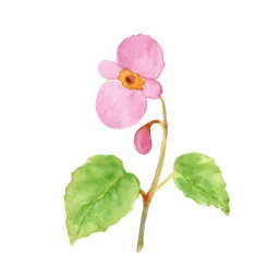 シュウカイドウのイラスト