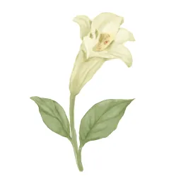 ウバユリのイラスト