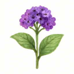 ヘリオトロープのイラスト