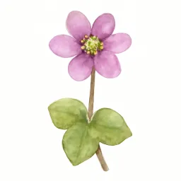 ミスミソウのイラスト