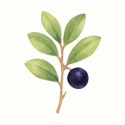 ヒサカキのイラスト