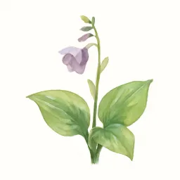 ギボウシのイラスト